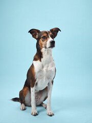 a mixed-breed dog sits elegantly against a tranquil blue background, exuding a sense of calm...