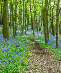 Obraz premium Amazing views as the Bluebells and Wild Garlic bloom in Bothal Woods, Morpeth, Northumberland, England