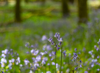 Amazing views as the Bluebells and Wild Garlic bloom in Bothal Woods, Morpeth, Northumberland, England