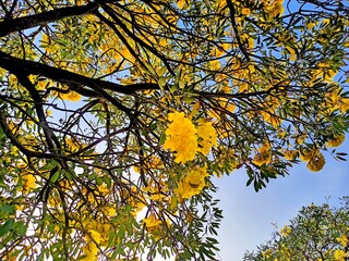 Tabebuya (Handroanthus chrysotrichus), yellow tabebuya or golden trumpet tree is a type of plant originating from Brazil.