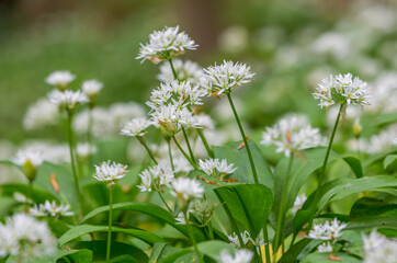 Amazing views as the Bluebells and Wild Garlic bloom in Bothal Woods, Morpeth, Northumberland, England
