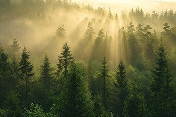 a forest with fog and trees in the background, A misty pine forest during a early morning sunrise