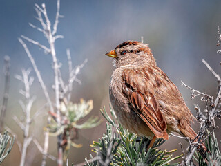 Fototapeta premium Song Sparrow