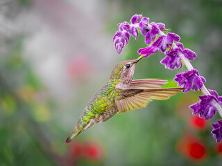 Hummingbird