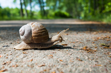 Snail crawling along a path in a park, Close-up photo of a gastropod mollusc with brown shell on a blurred nature background