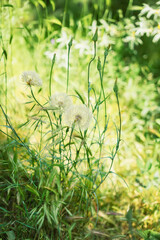 Dandelions in the garden. Sunny summer. Selective focus