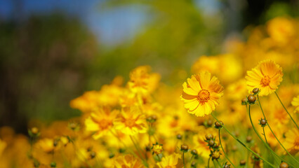 Beautiful yellow flowers (Lance-leaved coreopsis, lanceolata or basalis) are blooming on the meadow in may with sunlight (blue, green and orange unfocused background)