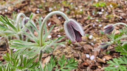 Pasqueflower, Pulsatilla koreana, Korean pasque flower. close-up flowers