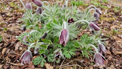 close-up flowers. Pasqueflower, Pulsatilla koreana, Korean pasque flower