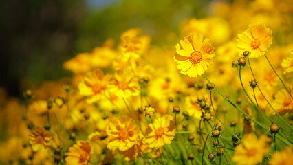 Beautiful yellow flowers (Lance-leaved coreopsis, lanceolata or basalis) are blooming on the meadow in may (green and orange unfocused background)
