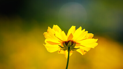 Beautiful yellow flower (Lance-leaved coreopsis, lanceolata or basalis) is blooming on the meadow in may (green and orange unfocused background)