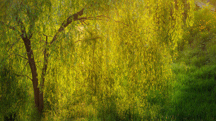 Beautiful willow tree leaves sparkling behind sunset sunlight