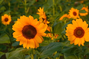 Fototapeta premium Field of sunflowers with the bright sunlight. Sunflower photos on the rear. Sunflowers are the flowers like sunny