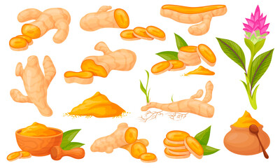 Curcuma. Turmeric root plant with herb leaf, curcumin orange ginger curry dry powder, tumeric bitter organic vegetarian natural medicine food icon cartoon neat vector illustration