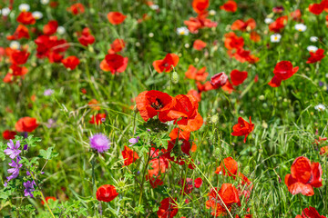 Beautiful nature background with red poppy flowers poppies in sunny summer day