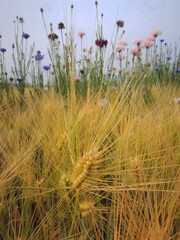 金色の麦の穂と、なでしこ（長野県）