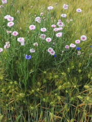 麦畑となでしこの花（長野県）