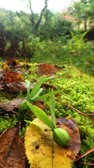 森に落ちたツクバネの実（長野県）