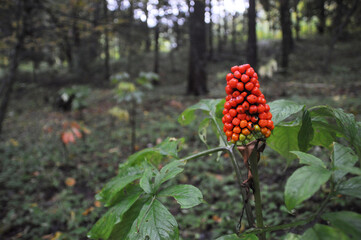 マムシグサの実（雑草・毒）（長野県）