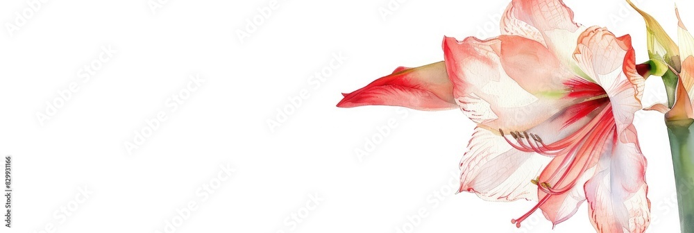 Wall mural delicate watercolor drawing of amaryllis flower.