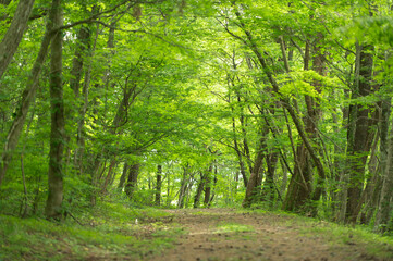 初夏の林道