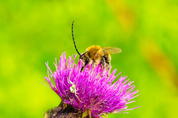 A bee with long antennas drinks nectar from flower