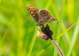 Butterfly Polyommatus sits on dry flower