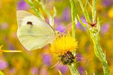 Butterfly drinks nectar from a thistle