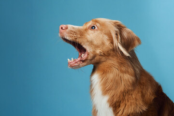 dog with open mouth. Nova Scotia Duck Tolling Retriever vocalizing energetically, set against a...