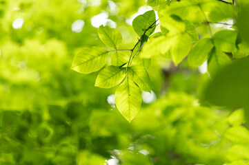 初夏の若葉