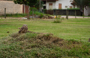 Brazilian Burrowing Owl