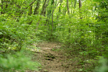 初夏の林道