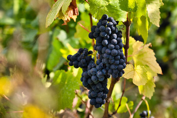 Clusters of Pinot Meunier grapes during harvest season in the Champagne region in the last sunlight to ripen further and develop their unique flavor