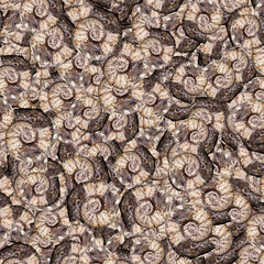 Prehistoric mollusk motif random pattern