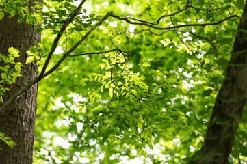 初夏の若葉