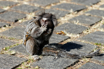 Close-up of a Sagui monkey (Callithrix) eating a nut in Brazilian Park of Sao Paulo