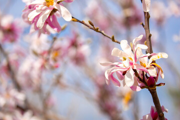 Blooming magnolia in spring. Beautiful buds of pink flowers close-up with blurred space for text.