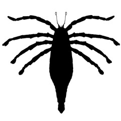 Prehistoric sea scorpion silhouette isolated graphic