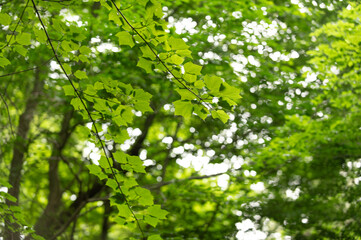 初夏の若葉