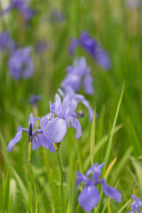 満開の花菖蒲