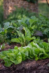 Gemüsebeet im Bauerngarten mit Salat, Gemüse anbauen