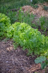 Gemüsebeet im Bauerngarten mit Möhren, Karotten anbauen, Gemüsegarten
