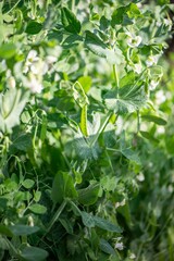 Zuckerschoten anbauen, Gartenarbeit