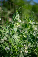 Zuckerschoten anbauen, Gartenarbeit