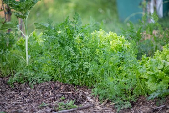 Gem&uuml;sebeet im Bauerngarten mit M&ouml;hren, Karotten anbauen, Gem&uuml;segarten
