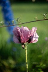 Fototapeta premium Mohnblume im Blumenbeet, Bauerngarten 