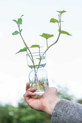 Süßkartoffel anbauen, Gartenarbeit, Anbau
