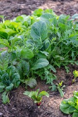Gemüsebeet im Bauerngarten mit Salat, Gemüse anbauen