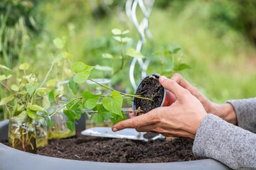 Süßkartoffel anbauen, Gartenarbeit, Anbau
