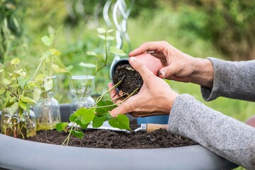 Süßkartoffel anbauen, Gartenarbeit, Anbau
